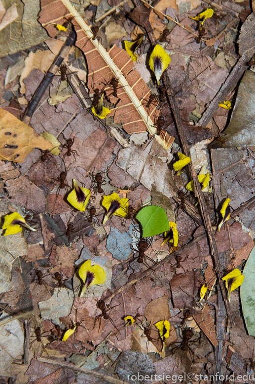 leaf-cutter ants